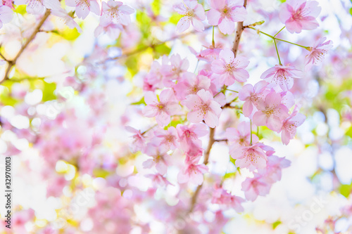 満開の桜の花と新緑の葉 © taka