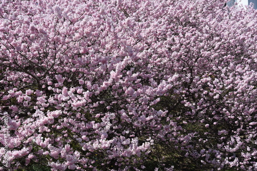 Cherry Blossoms in Full Bloom   Scenes of Spring in Japan