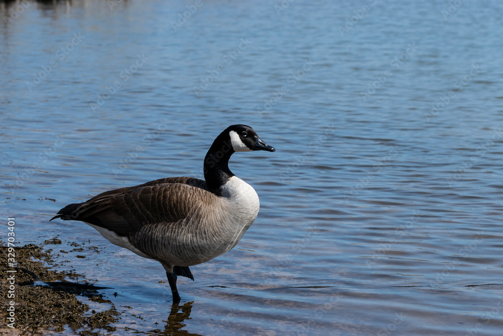 Canada Goose on one leg by lake shore Canada Goose on one leg by lake shore