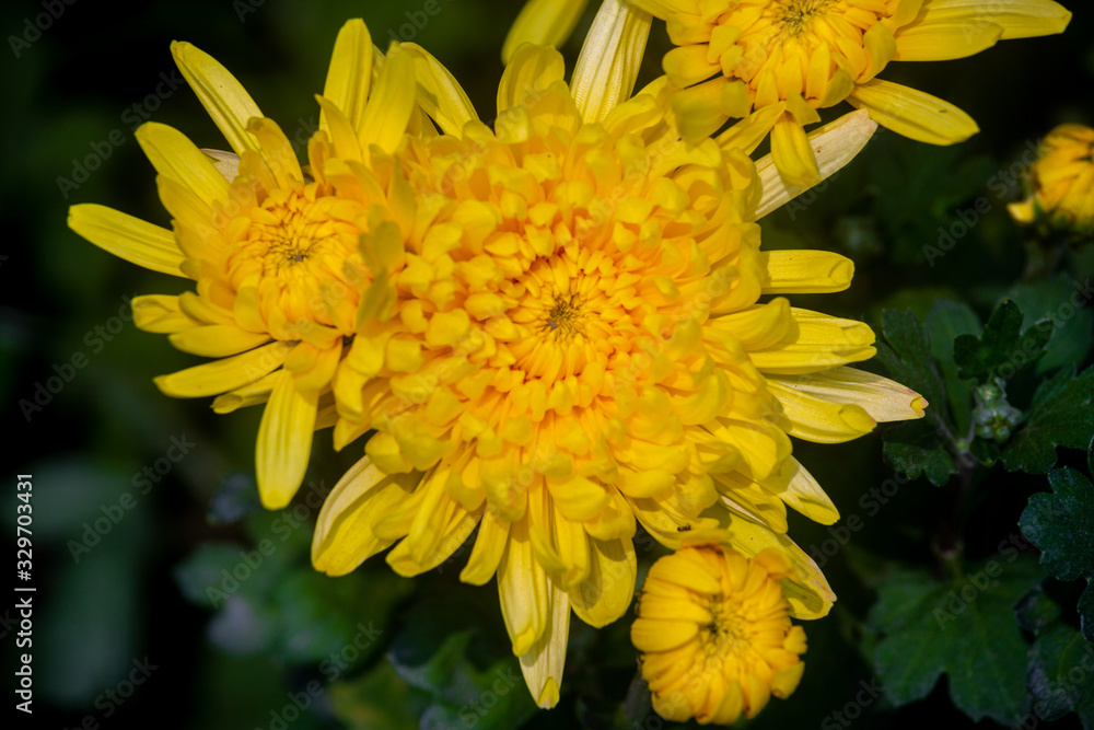 Yellow chrysanthemums, beautiful yellow flowers growing in the winter garden. Close-up and top views shot. Yellow chrysanthemums, beautiful yellow flowers growing in the winter garden. Close-up and top views shot.