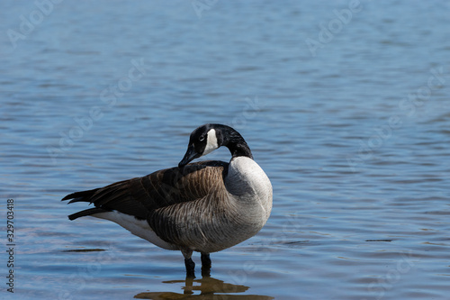 Canada Goose looking back over its shoulder