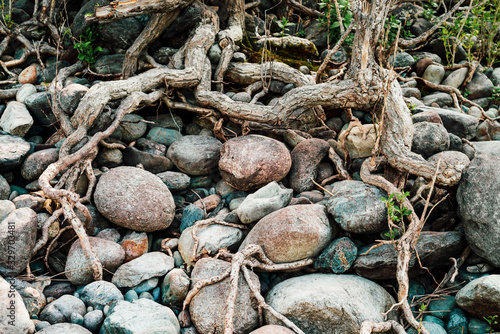 Small green sprouts of tree grows from roots. Nature sunny background of beautiful roots of deciduous tree on stony shore. Tree grows on of pile stones. Vitality plants. Snags on boulders in sunlight.