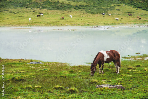 Pinto grazes in meadow near river in mountain valley. Piebald horse on grassland near mountain lake. Herd on opposite river bank. Many horses on far shore of lake. Beautiful landscape with horses.