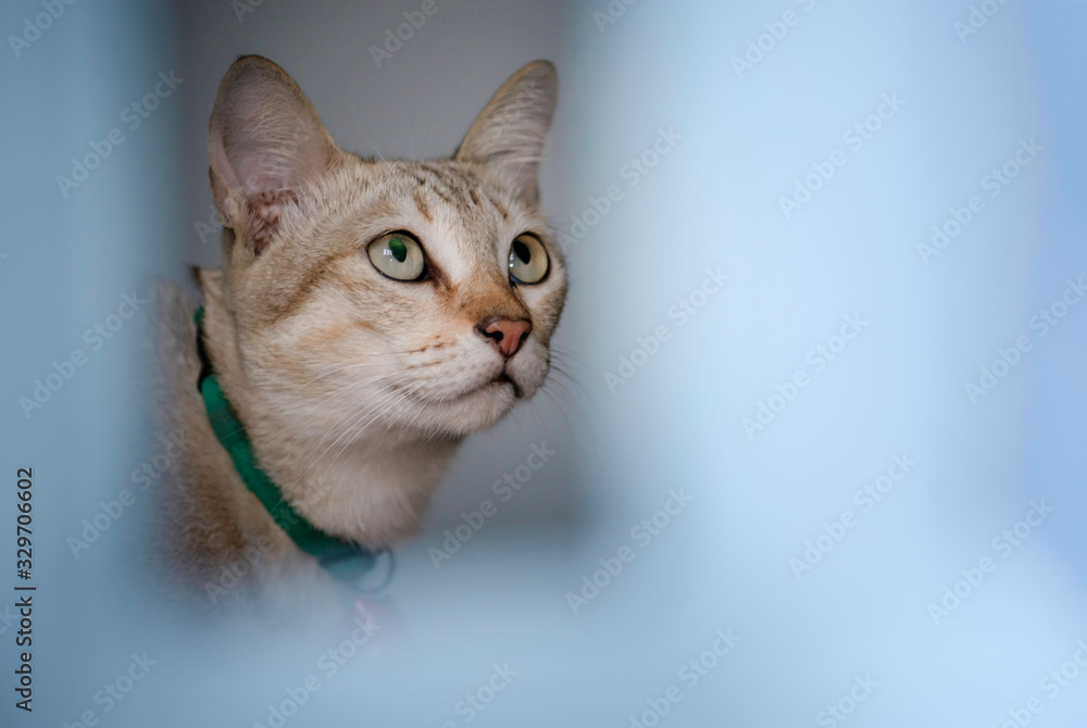 Cat in house and looking for something carefully,Pet do guarding,Thai domestic cat with a red bell walking behind a blue balcony at home, pet,cat, thai cat, pet is a best friend of human,