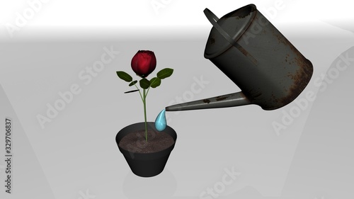 watering rose in a vase