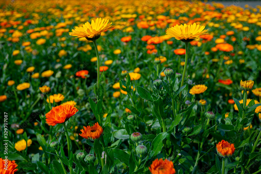 Blooming orange-yellow chrysanthemum flowers over In Field. Flowers with green leaves in the garden, nature background
