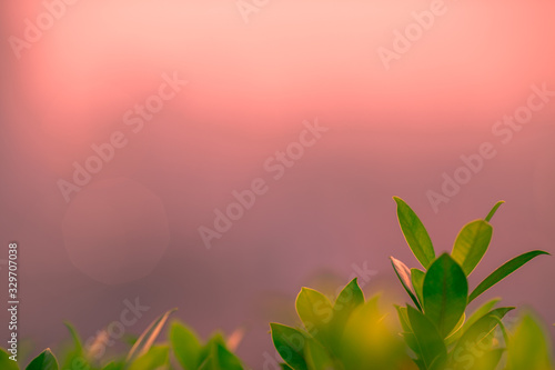abstract background of the green leaves in the park,with the blur of bokeh,the light from the colorful shelter falling onto,a kind of artistic beauty of nature