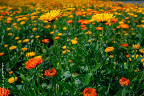 Blooming orange-yellow chrysanthemum flowers over In Field. Flowers with green leaves in the garden, nature background