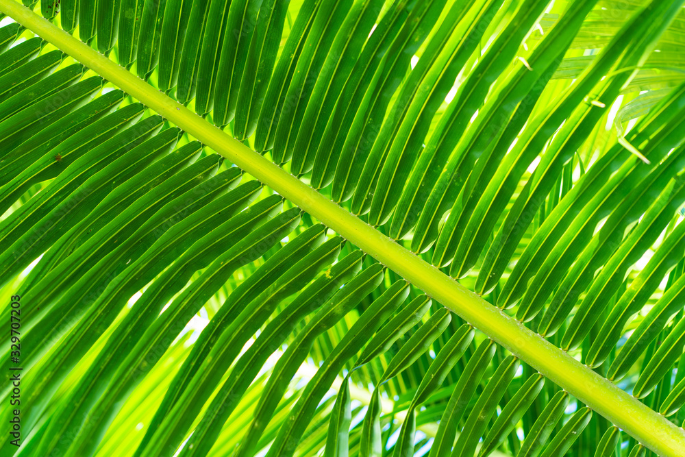 Rays of the sun through palm leaves. Soft focus. Jungle nature. Close-up of a saturated green palm leaf. Rays of the sun through palm leaves. Soft focus. Jungle nature. Close-up of a saturated green palm leaf.