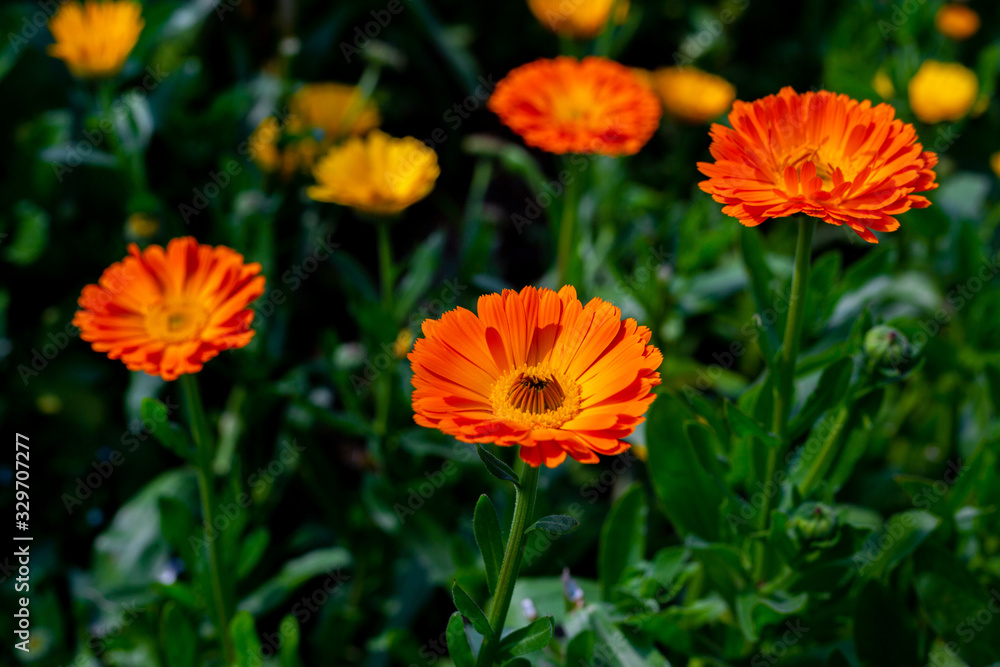 Blooming orange-yellow chrysanthemum flowers over In Field. Flowers with green leaves in the garden, nature background Blooming orange-yellow chrysanthemum flowers over In Field. Flowers with green leaves in the garden, nature background