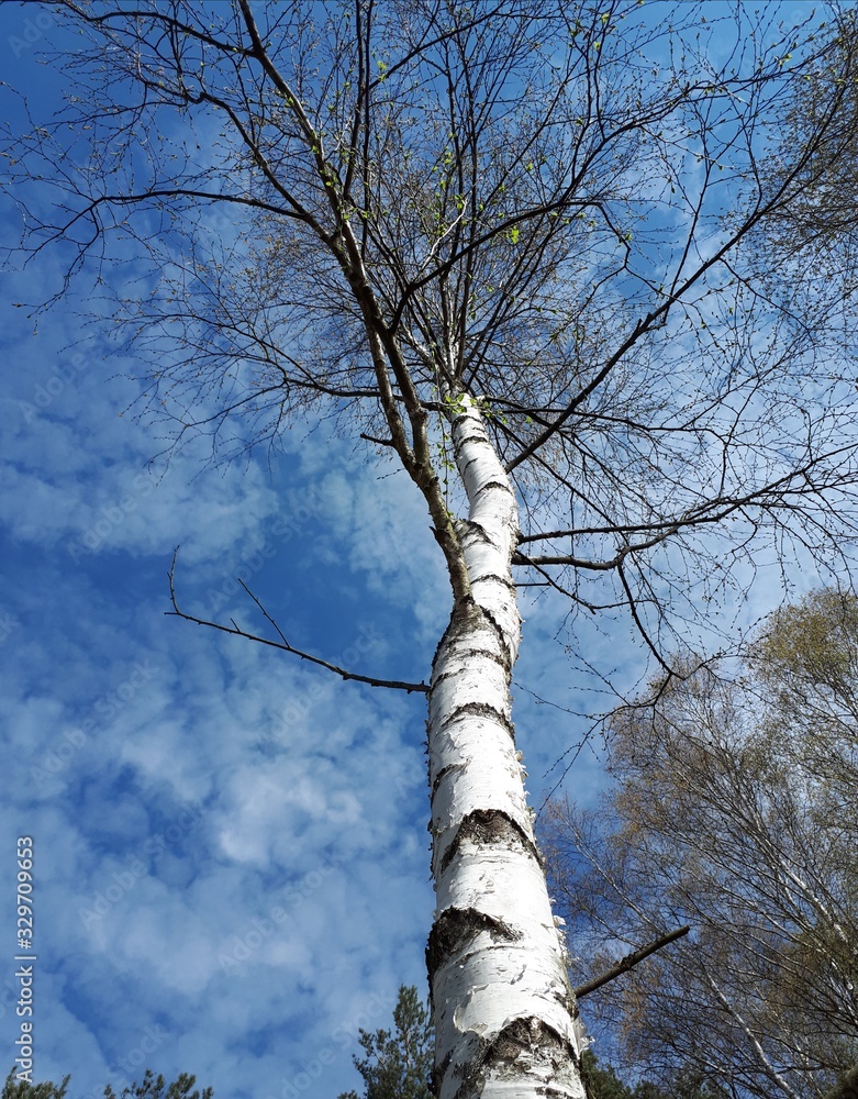 Fototapeta premium tree in the sky - Kielce 