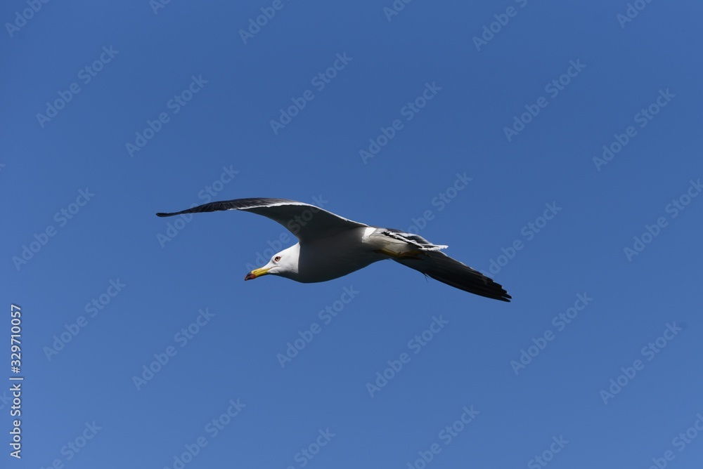 A seagull flying in the sky / bird background material A seagull flying in the sky / bird background material