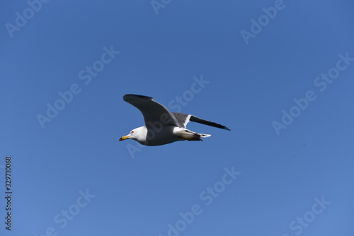 A seagull flying in the sky / bird background material