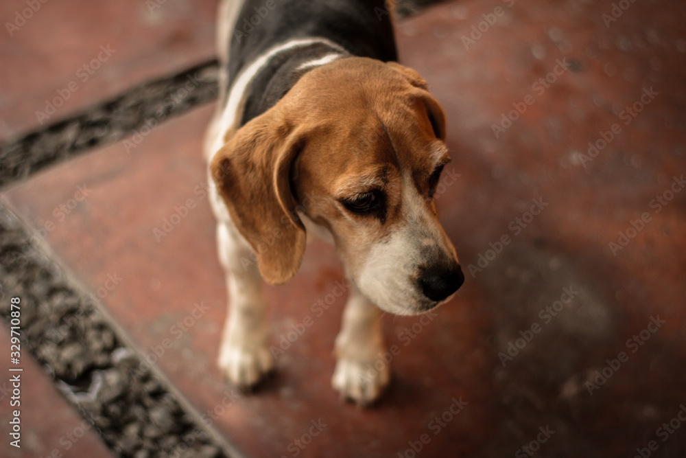 beagle in front of white background beagle in front of white background