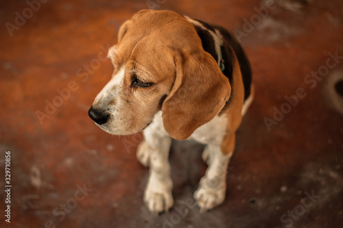 beagle on a white background