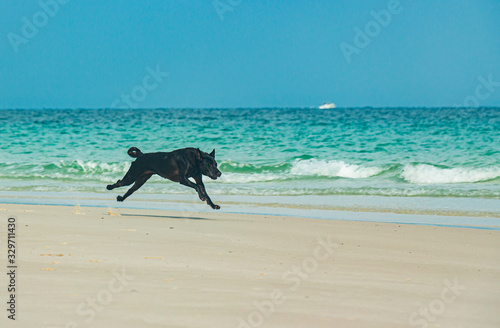 A black dog is running at the beach