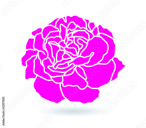 carnation flower.  illustration.