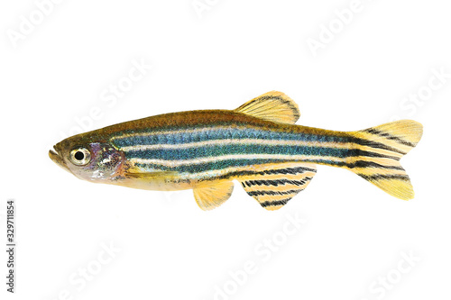 Zebrafish Zebra Barb Danio rerio freshwater aquarium fish