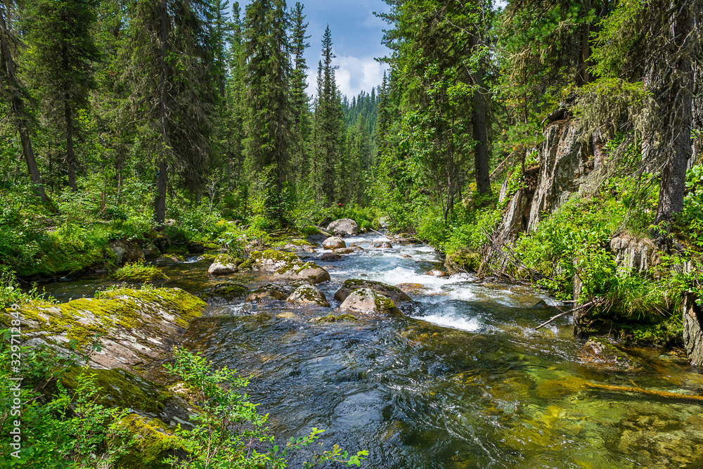 Natural landscape. Small river mountain stream flowing through the forest. The concept of nature clean environmental air Natural landscape. Small river mountain stream flowing through the forest. The concept of nature clean environmental air