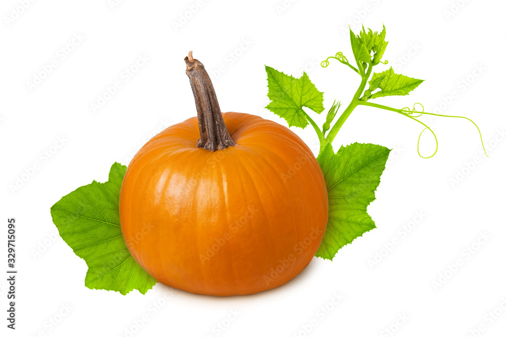 Pumpkin isolated. Yellow orange ripe whole pumpkin with green leaf and branch isolated on white background, healthy food ingredient or Halloween