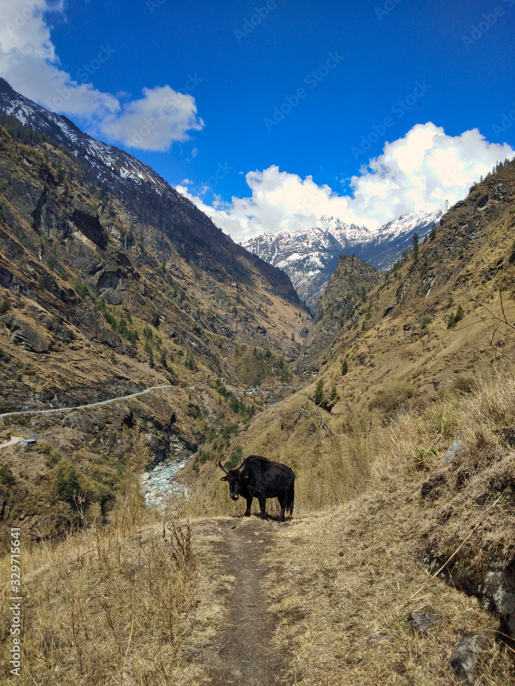 Meeting with a Yak on the trekking trail  of the annapurna circuit.