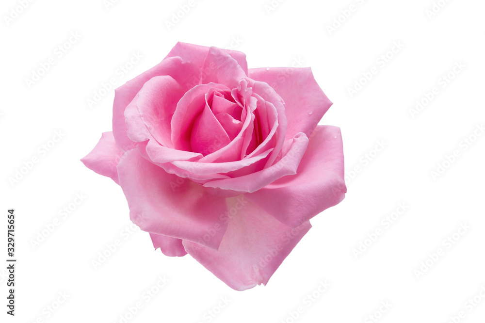Pink rose flower isolated on white background with clipping path, close-up Pink rose flower isolated on white background with clipping path, close-up