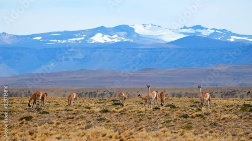 Herd of guanaco (Lama guanicoe) graze in the Argentinean pampa in Patagonia photo