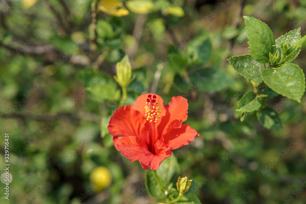 Beautiful hibiscus flower in the garden