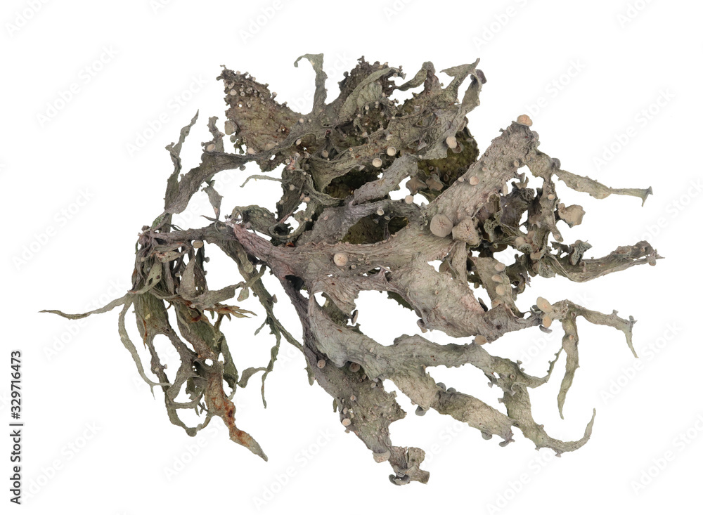 Obraz premium Conditional dummy of coronavirus covid 19 made of forest moss and lichen isolated