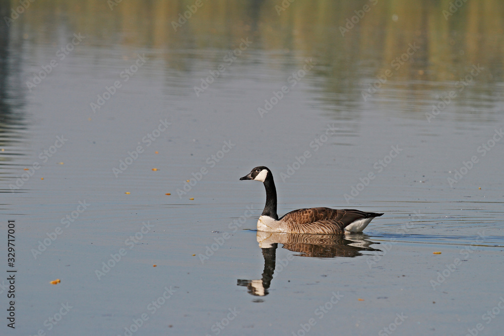 Obraz premium Kanadagans