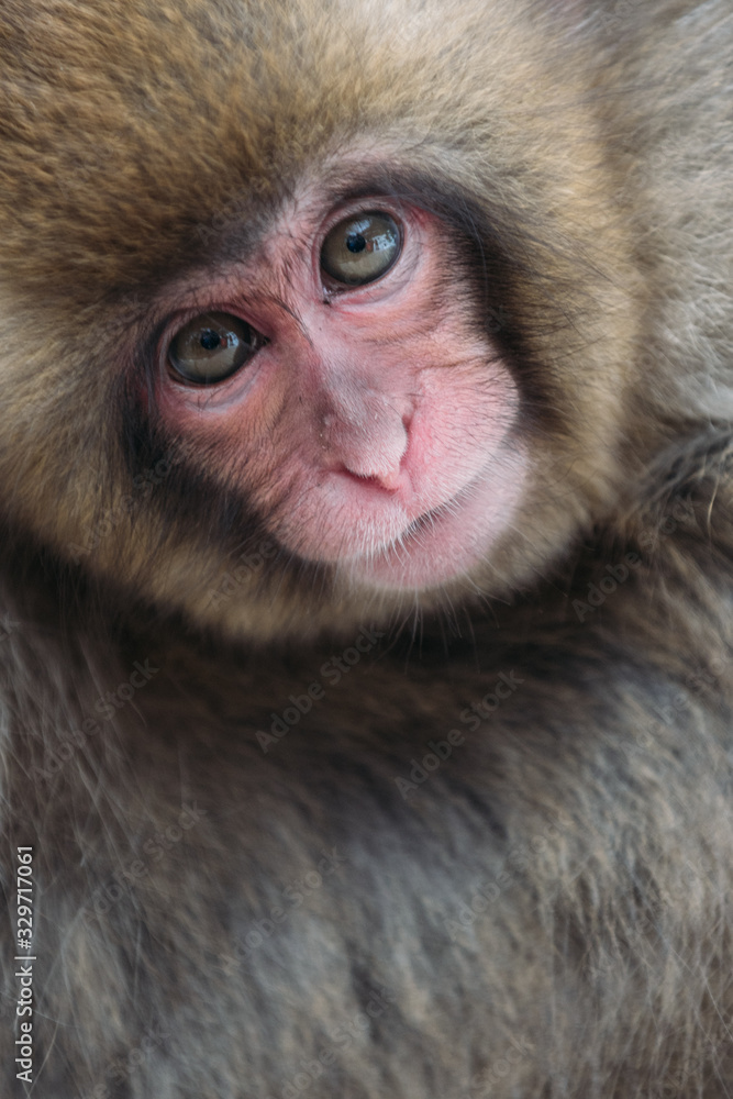 Fototapeta premium snow monkey