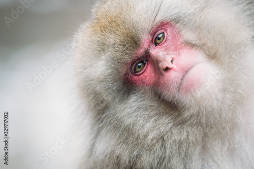 Photography Snow monkey portrait