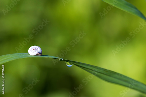 White snail close up on a green leaf with dew drops on a blurred background