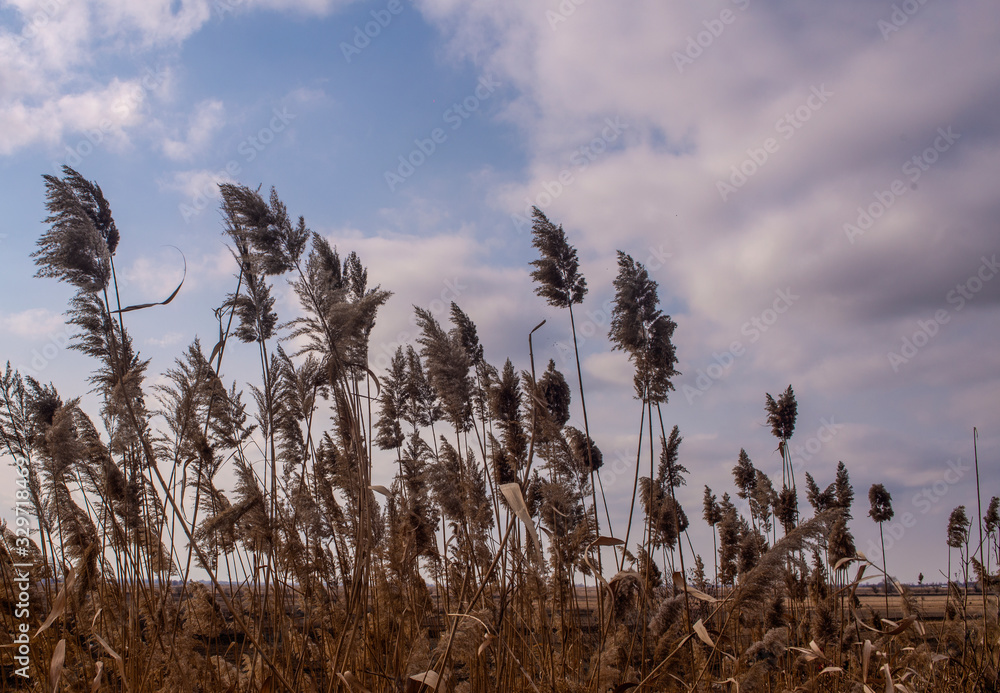 Fototapeta premium Bushes and reeds in a field in a cloudy sky.