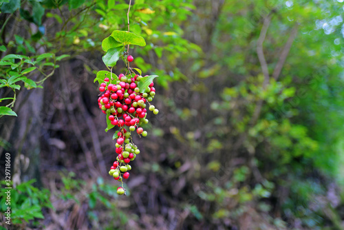 red berries on a branch photo