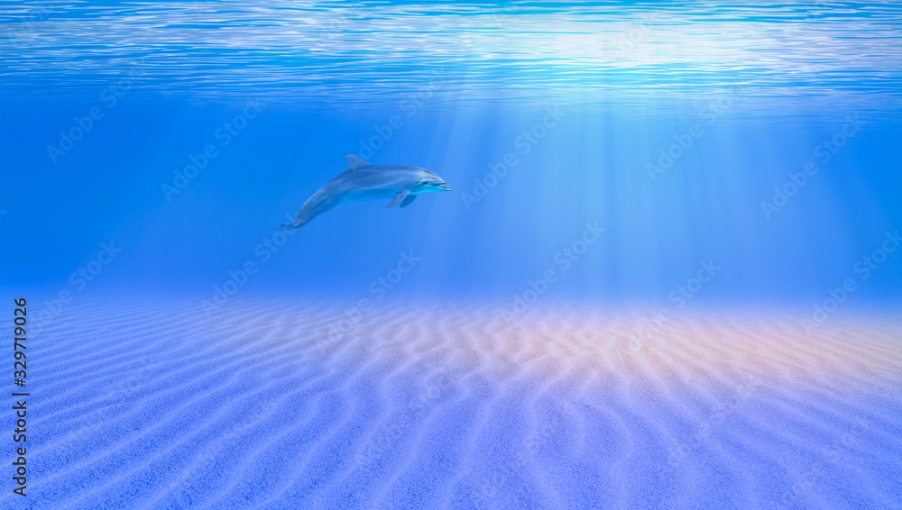 Dolphin swimming underwater in the blue tropical sea Dolphin swimming underwater in the blue tropical sea
