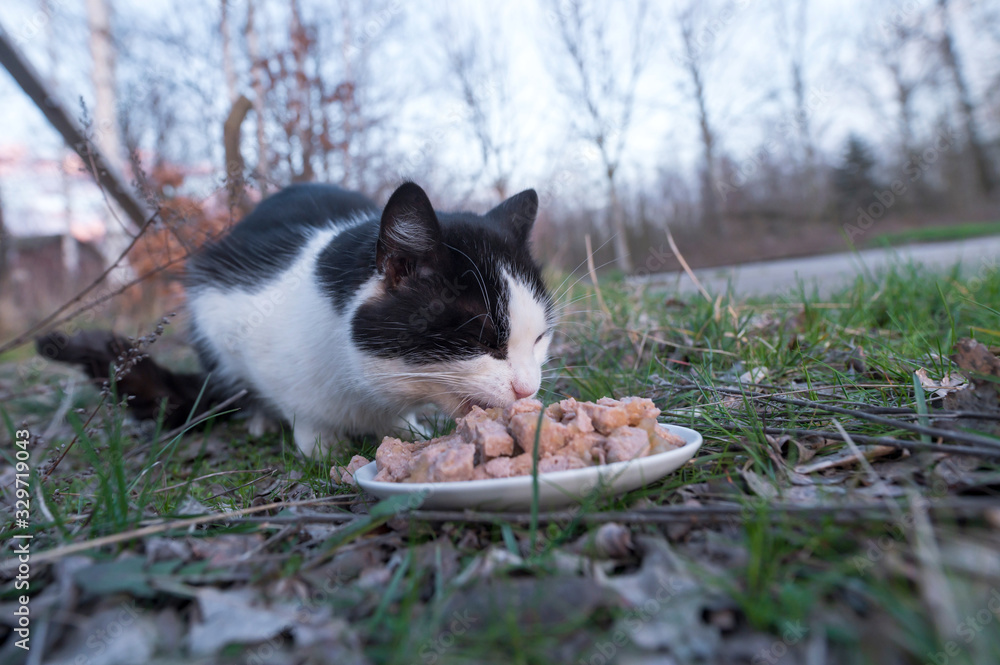 Eine herrenlose Katze wird gefüttert Eine herrenlose Katze wird gefüttert
