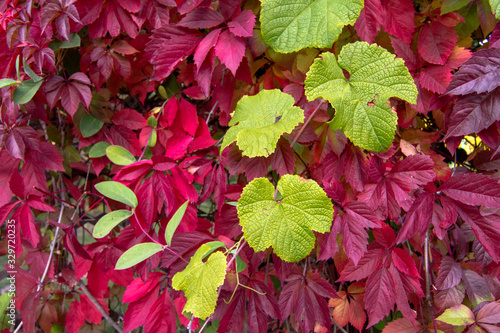 bright colors of autumn