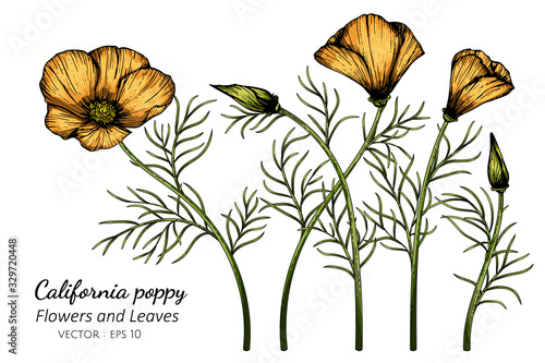 Orange California Poppy flower and leaf drawing illustration with line art on white backgrounds. photo