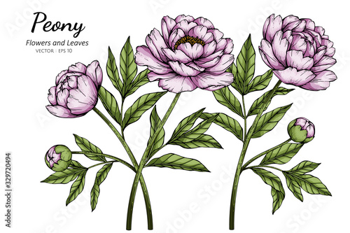 Pink Peony flower and leaf drawing illustration with line art on white backgrounds.