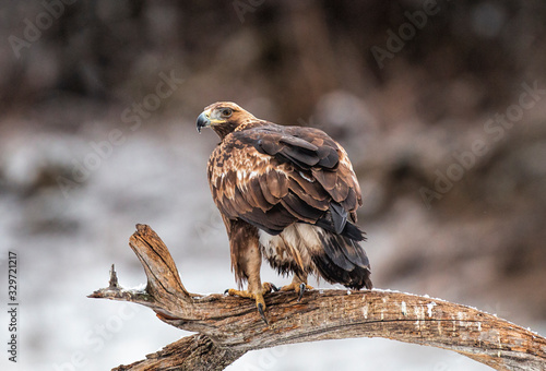 Action photography of Golden Eagle