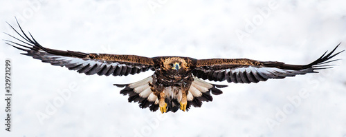 Action photography of Golden Eagle