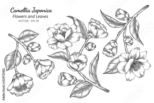 Print op canvas Camellia Japonica flower and leaf drawing illustration with line art on white backgrounds