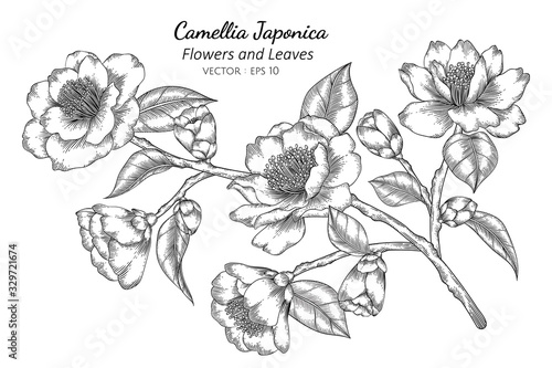 Camellia Japonica flower and leaf drawing illustration with line art on white backgrounds.