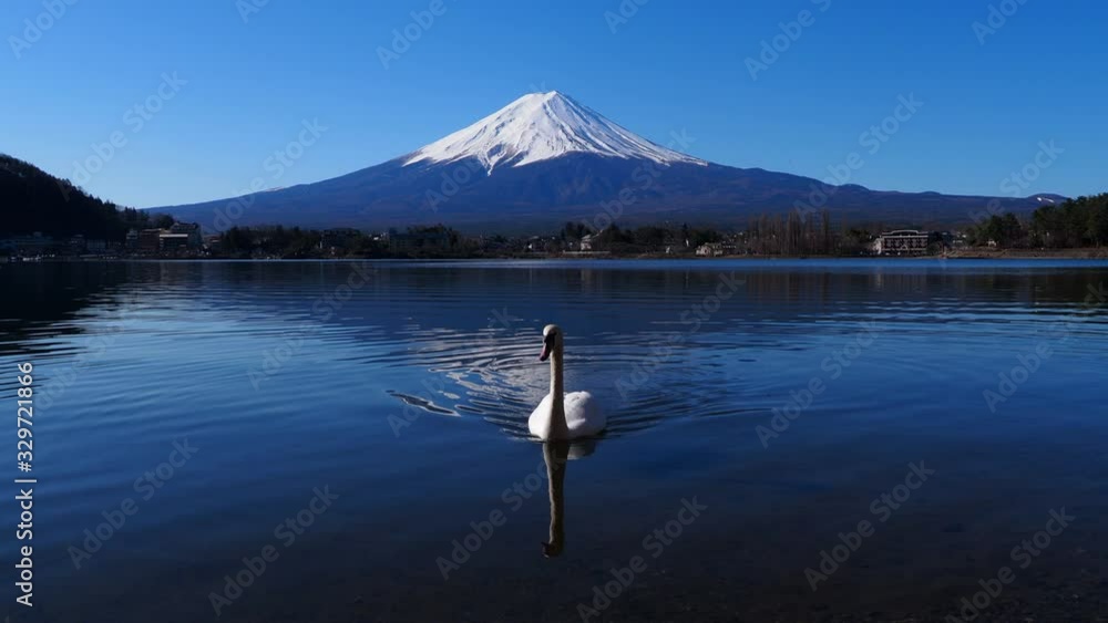 Swan and Mount Fuji from Swan and Mount Fuji from