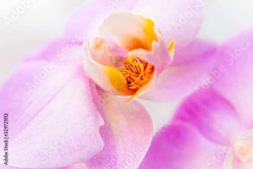 The branch of purple orchids on white fabric background