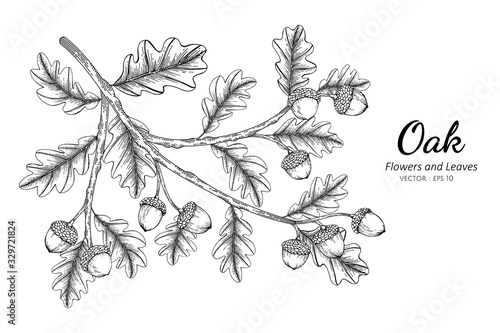Oak nut and leaf drawing illustration with line art on white backgrounds.