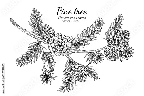 pine cones and leaf drawing illustration with line art on white backgrounds.