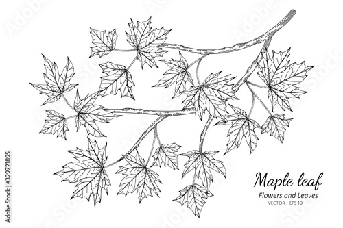 Maple leaf drawing illustration with line art on white backgrounds.