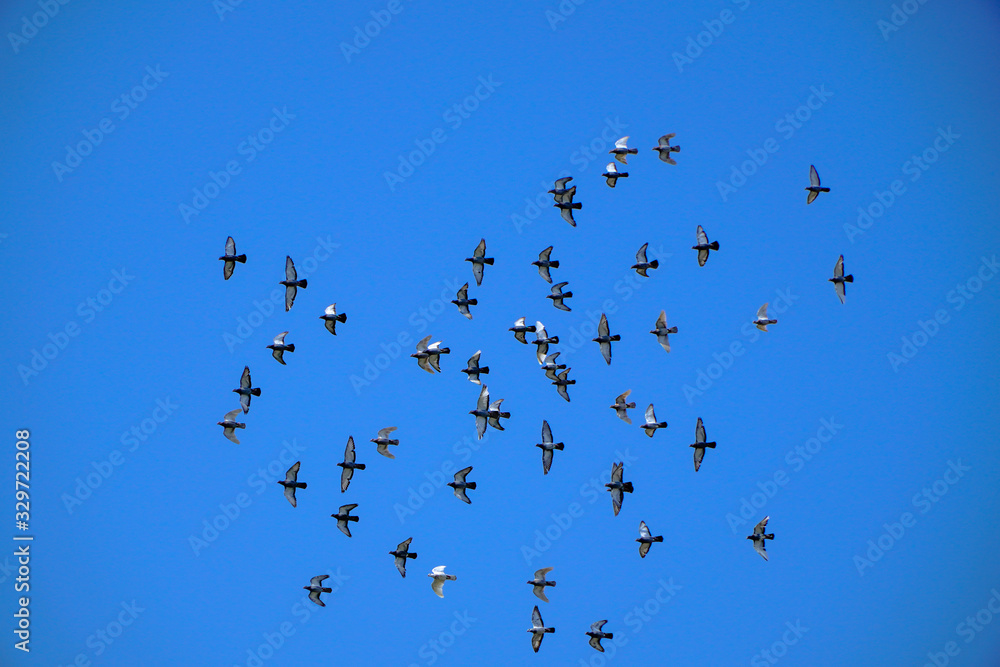 Flying a group of pigeons with a photograph on the blue sky Flying a group of pigeons with a photograph on the blue sky